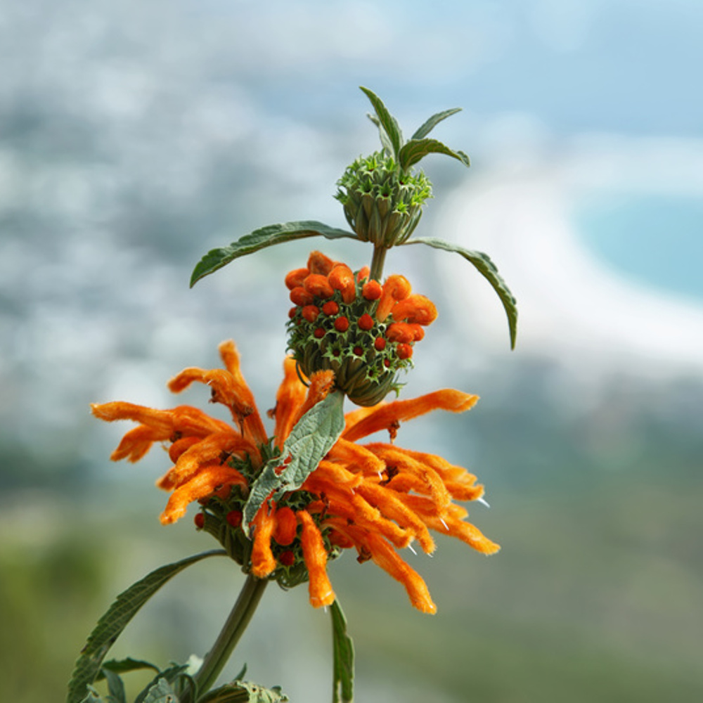 wild dagga, kip dagga, Leonotis leonurus Plant