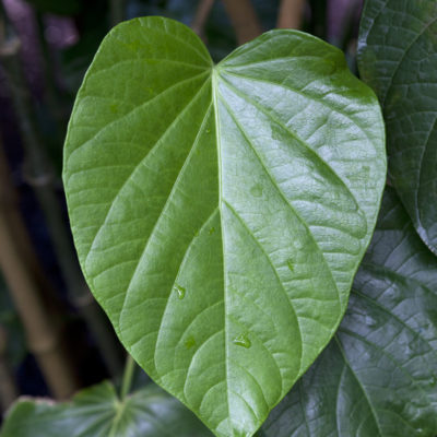 Pentacost Pride Kava from the Pentacost Island of Vanuatu